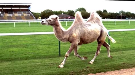 Camel Racing In Slow Motion Feat Epic Fall Slow Mo Bbc Earth Youtube