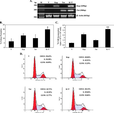 Tat Enhances Proliferation Of Kaposin A Transformed Nih3t3 Cells A