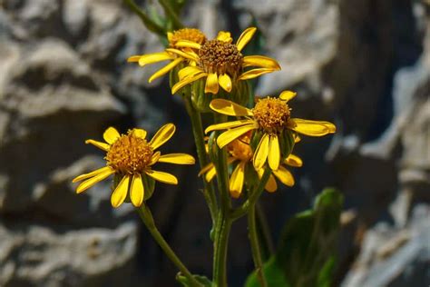 Plants Of The Tundra Biome How These 10 Plants Thrive In Harsh Conditions