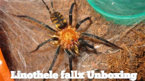 Linothele Fallax Unboxing The Tiger Funnel Web Spider YouTube