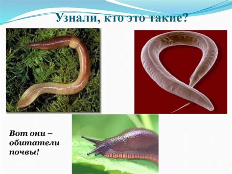 Обитатели почвы - online presentation