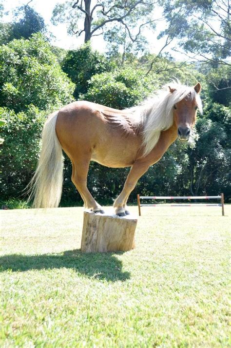 Pin by Hannah P on Miniature horse free jumping | Miniature ponies ...