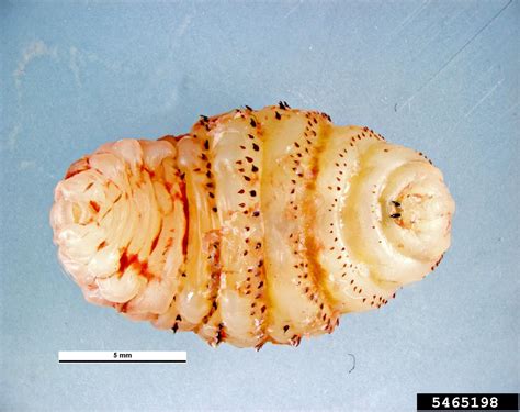 Torsalo Dermatobia Hominis