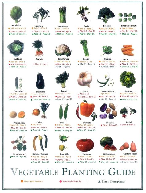 Veggies To Plant In January Back Gardener