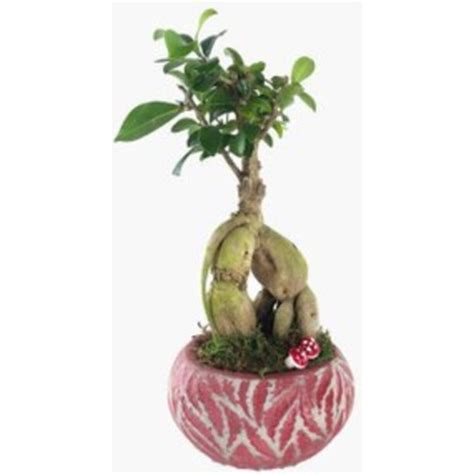 Bitki D Nyam Ficus Ginseng Bonsai K Rm Z Vane Beton Fiyat