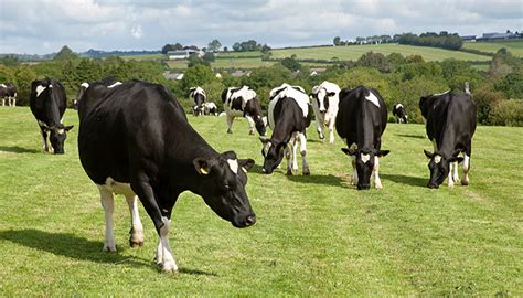 Dairy Milk Price Rise Offsets Steep Production Cost Increases On Dairy Farms In 2022 Teagasc