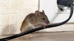 Pest Expert Explains Simple Reason Mice Enter Your Home In Winter And