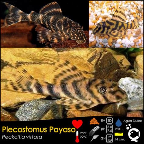 Plecostomus Payaso De Venta En Aquatic Shop Acuario Pez De Acuario