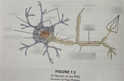 A Neuron Of The PNS Diagram Quizlet