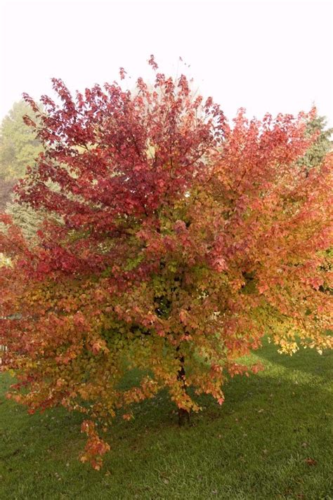 Burgundy Belle Maple Pahls Market Apple Valley Mn