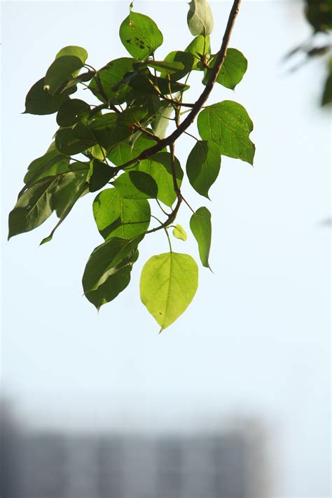 Fotos gratis árbol rama Fruta hoja flor follaje comida verde