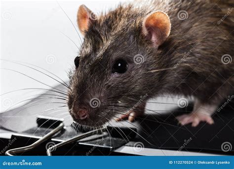 Animal gray rat portrait stock photo. Image of small - 112270524