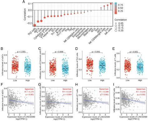 The Relationship Between Linc02560 Expression And Immune Cells