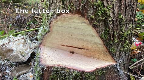 tree felling techniques uk - Brady Jaynes