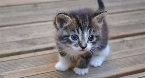 Pourquoi Trouve T On Les Chatons Trop Mignons Recette Mamie Et Papi