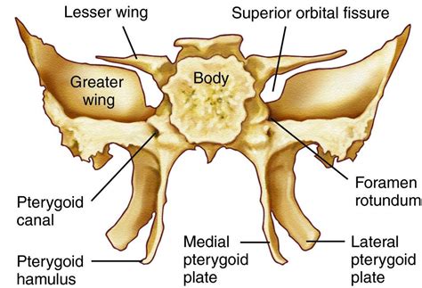 Full Size Picture Sphenoid Bone