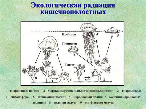 14 - Морские кишечнополостные - online presentation