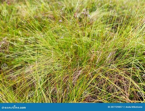 Boggy Forest Vegetation Plants Grass Moss In The Rain Autumn