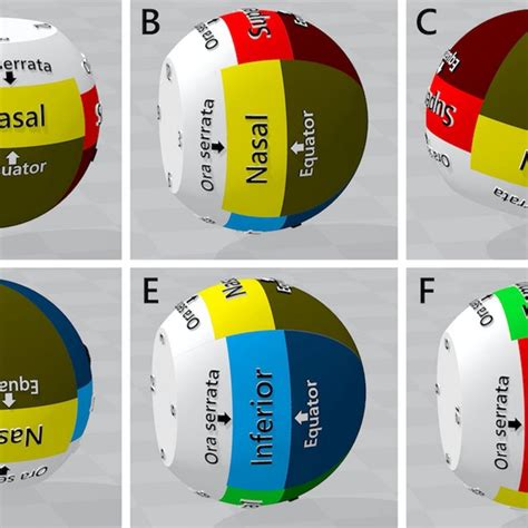 The 24-mm eye model of a pseudophakic eye and resting positions. (A)... | Download Scientific ...