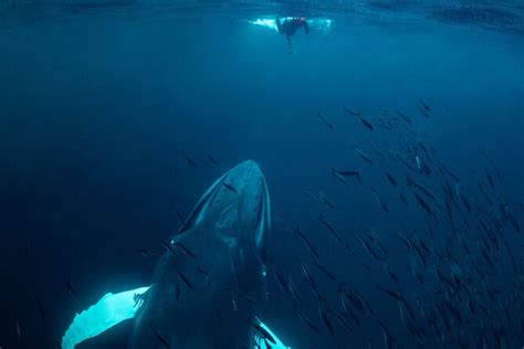 Tromso Oceanic Ballet Orca Odyssey Majestic Marine Ensemble