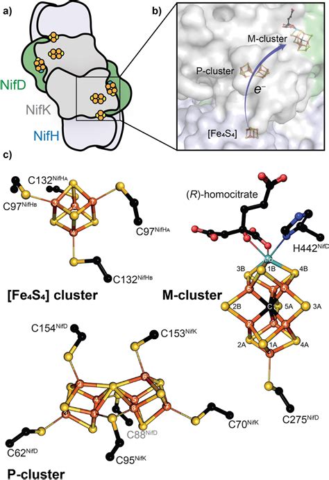 Structures Of The Mo And V Nitrogenase Catalytic Components And The