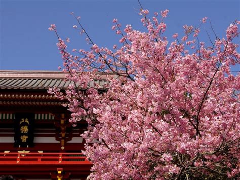 Web Kamakura 鶴岡八幡宮 鎌倉 神社 写真 花 季節の行事