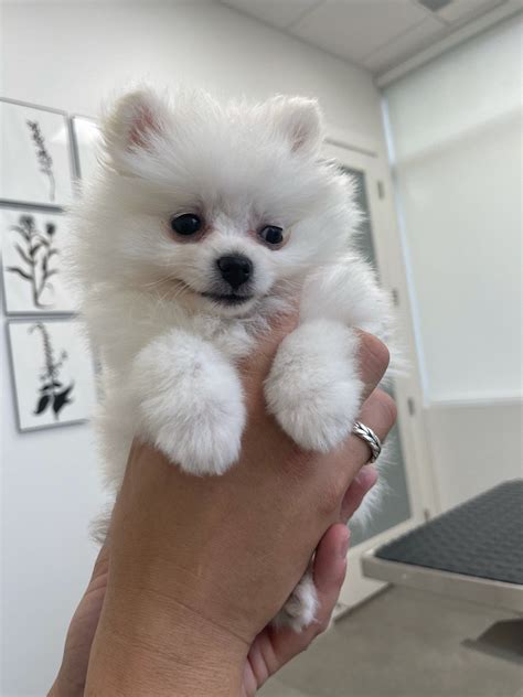 White Male Pomeranian Puppy | Pomeranian puppy, Puppies, Boxer dog puppy