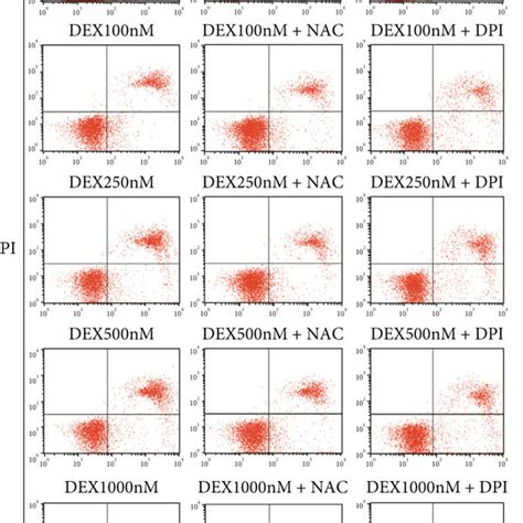 Nox1 And Nox4 Are Involved In Dex Induced Ros Production A C Pcr Download Scientific Diagram