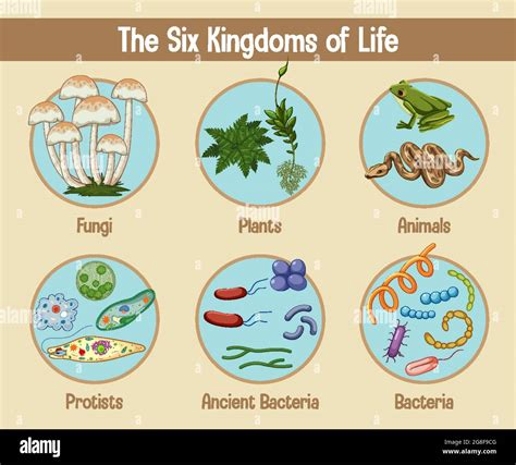 Science Poster Of Six Kingdoms Of Life Illustration Stock Vector Image