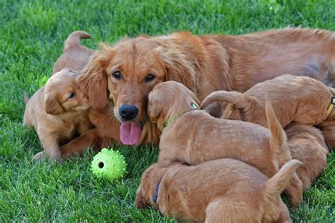 Top 14 Best Golden Retriever Breeders In Utah Ut