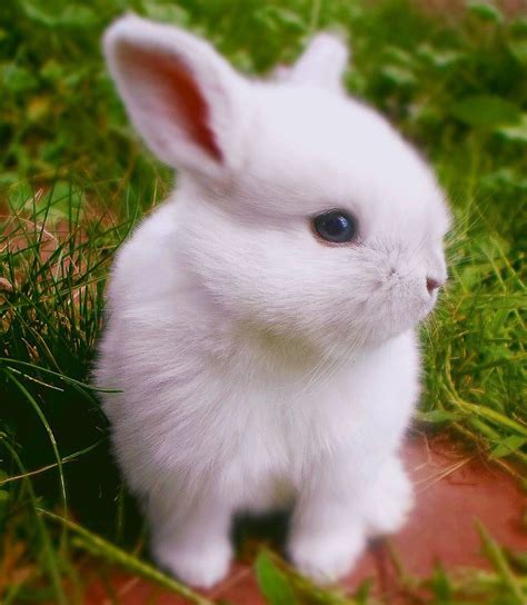 Really Cute White Baby Bunnies