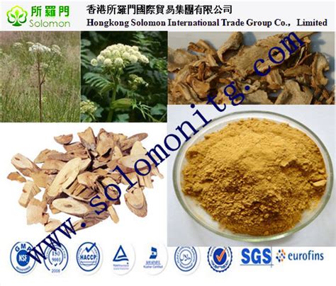 Angelica Sinensis Extract 100 Natural Wholesaleid8895384 Buy China Angelica Sinensis