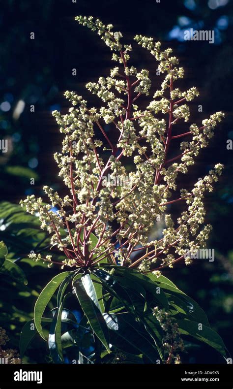 Mangifera indica flower hi-res stock photography and images - Alamy