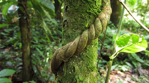 Ayahuasca Vine Banisteriopsis Caapi Pisatahua