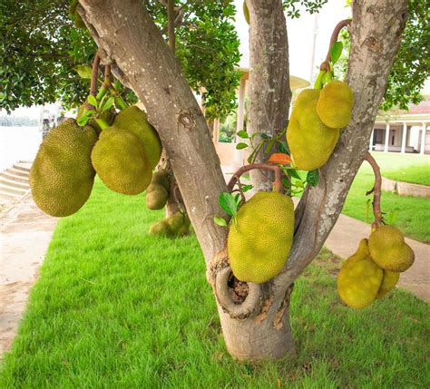 Jackfruit Tree Tropical Fruit On Tree In Nature 6881231 Stock Photo