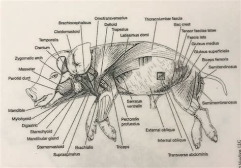 Pig Muscle Dissection (Superficial Muscles) Flashcards | Quizlet