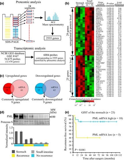 Integrated Proteomic And Transcriptomic Analysis Shows Promyelocytic Download Scientific