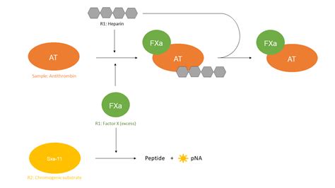 Antithrombin Nodia