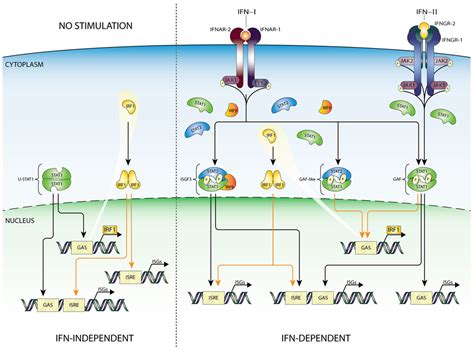 Frontiers A Positive Feedback Amplifier Circuit That Regulates