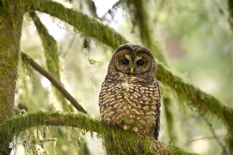 To Help Save Northern Spotted Owls We Need T Eurekalert