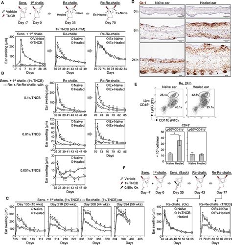 Frontiers Cd4 Resident Memory T Cells Mediate Long Term Local Skin