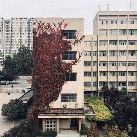 西安这所大学最近出名的原因你想不到种了30年的爬山虎成校园最美秋景 教学