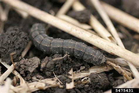 Identification of the Most Common Cutworms | Crop Science US