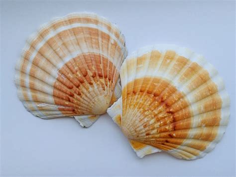 Rare Giant Scallop Shells Multicolor Scallops Genuine Etsy