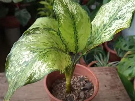 Aglaonema Propagation: 3 Easy Methods to Grow Your Array