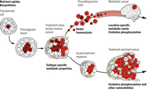 Metabolic Reprogramming And Cancer Progression Science