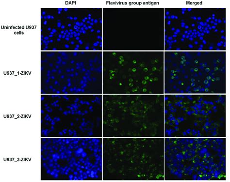 IFA Of ZIKV Antigen Positive Cells In The U937 Cell Cultures