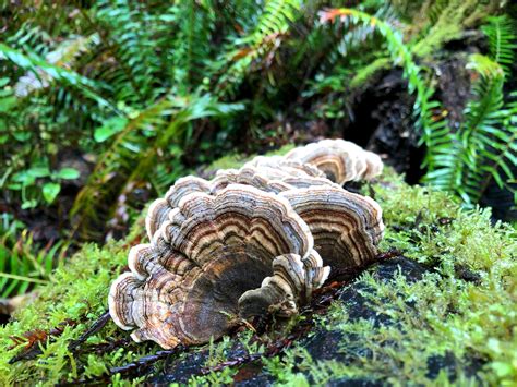 Turkey Tail Mushrooms Near Me Are Easier To Find Than You Think - RYZE Superfoods