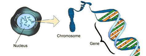 Bbc Gcse Bitesize Chromosomes Dna And Genes