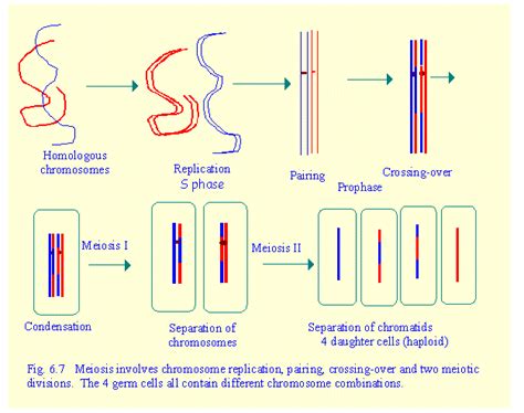 Reciprocal Translocation Meiosis